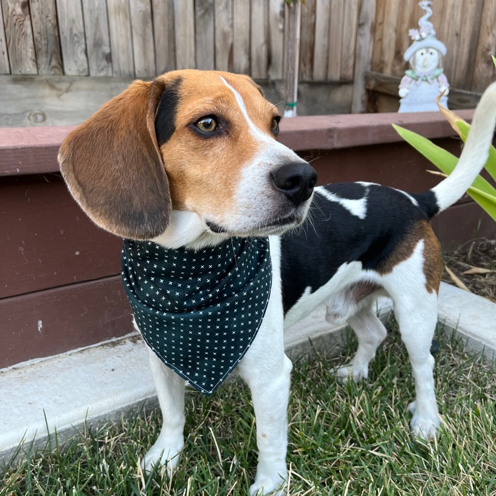 Everyday geometric dog bandana - Size Large